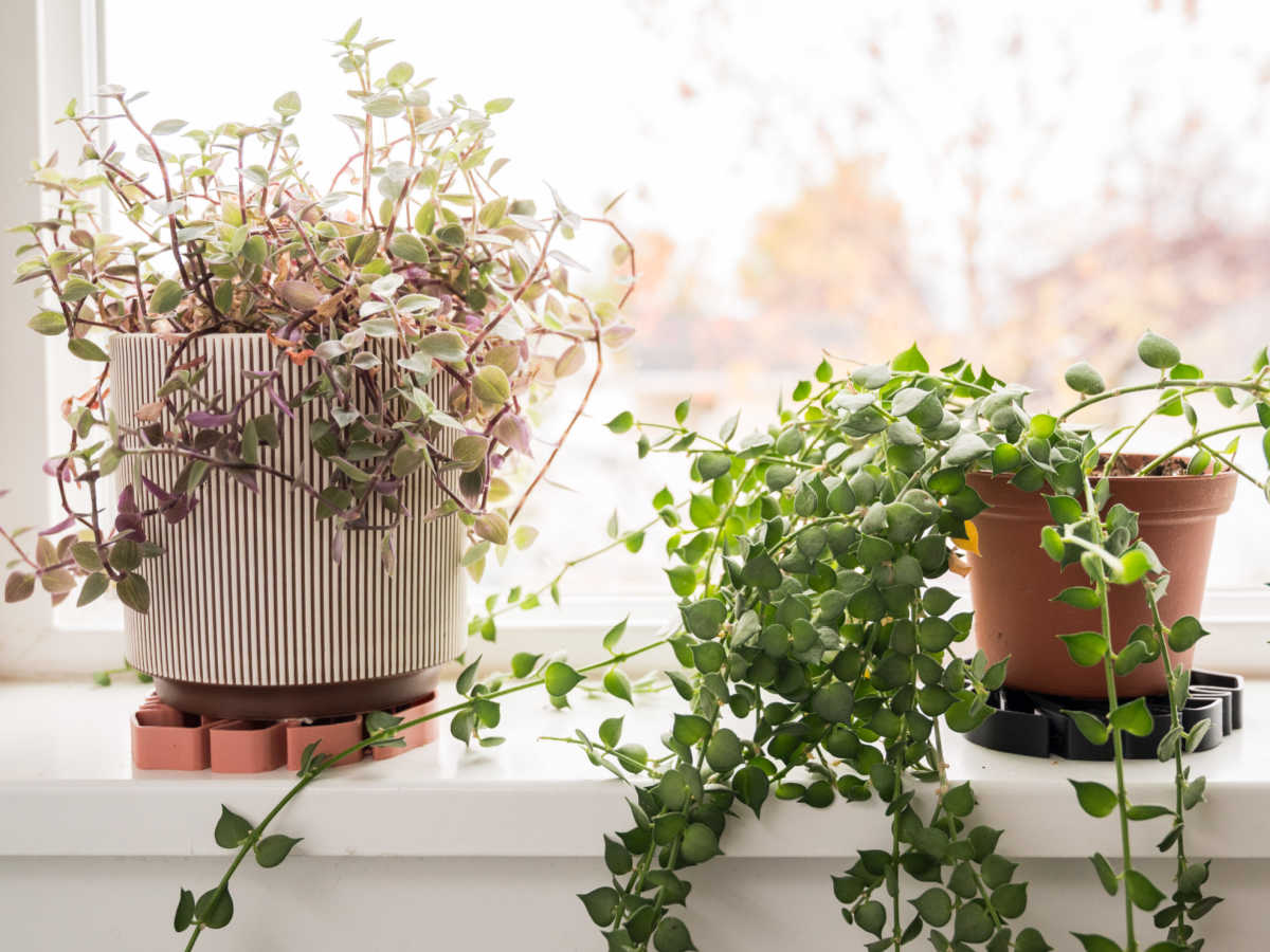 houseplants with monstera leaf shaped saucers