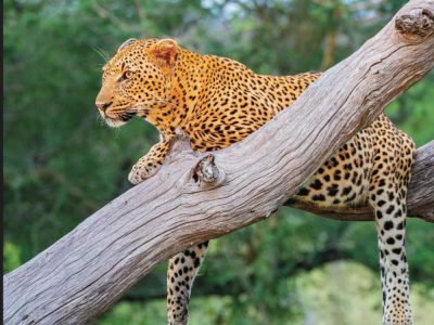 book about african savannah