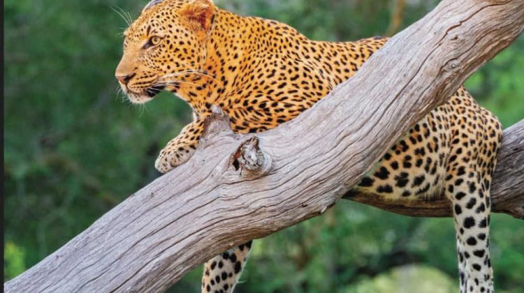 book about african savannah