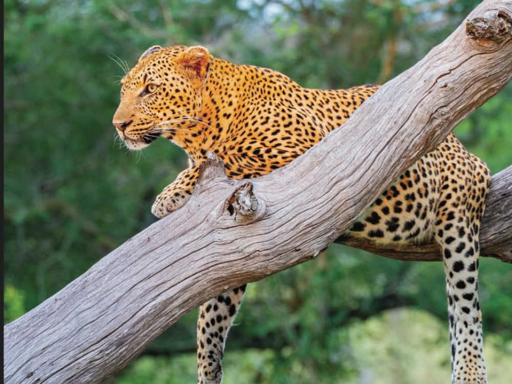 book about african savannah