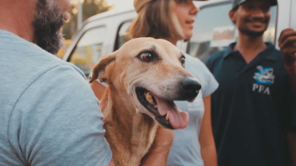 dr cliff emily and dog