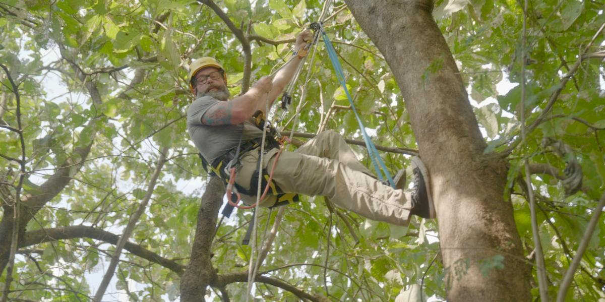 man climbing tree