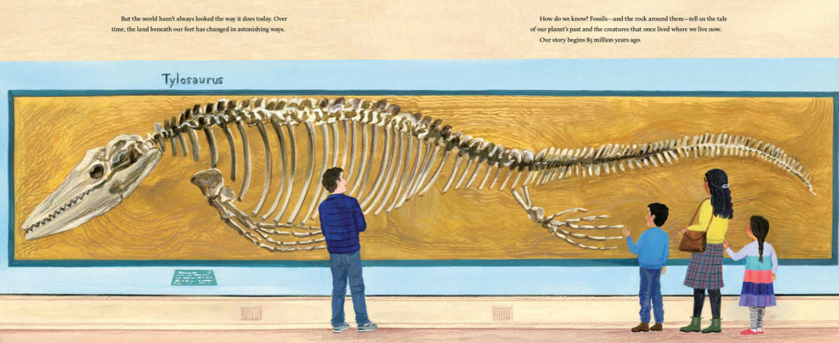 shark fossil on display