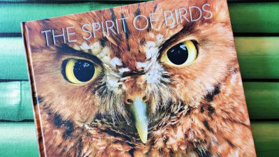 mark smith the spirit of birds